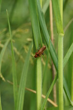 Cantharis livida