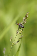Cantharis lateralis - sous réserve