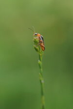 Cantharis sp.