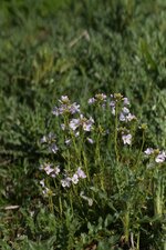 Cardamine sp.