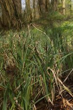 Carex sp.