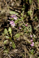 Centaurium sp 