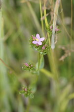 Centaurium sp.