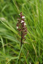 Orchis pourpre