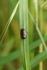 Cercope sanguinolent