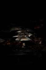 Champignons