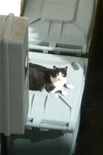 Chat parleur