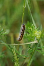 Chenille de ???