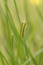 Larve de Dolerus nitens ?