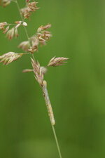 Chenille de ???