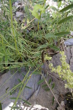 Chenille de Thyria jacobaea ou goutte de sang