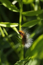 Chenille de l