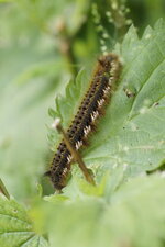 Chenille de la buveuse - Euthrix potatoria