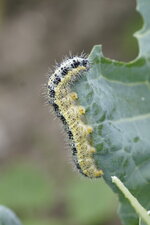Chenille de la Piéride du chou