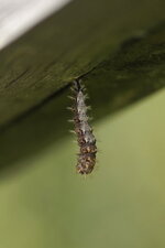 De la Chenille à la chrysalide