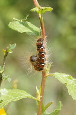 Chenille du Bombyx laineux