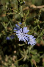Chicorée amère 