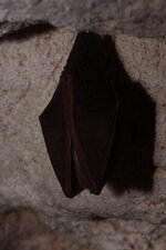 Grand Rhinolophe