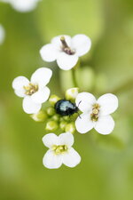 Chrysomèle sp.