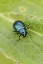 Chrysomèle sp.