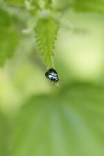 Chrysomèle sp 