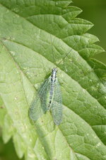 Chrysope perlée
