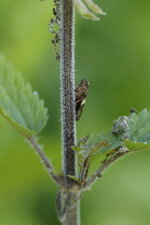 Philène (Philaenus sp.)
