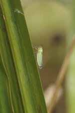 Cicadella viridis