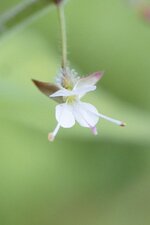 Fleur de Circée de Paris
