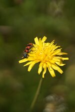 Trichodes alvearius