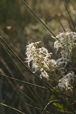 Clématite vigne blanche - sous réserve