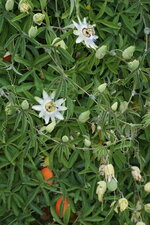 Passiflore
