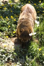 Coati roux