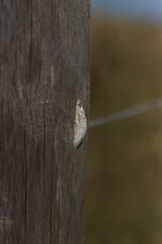 Cocon (vide...) de Zygène