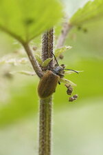 Coléo sp.