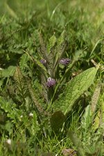Consoude officinale