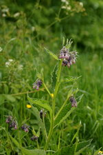 Consoude officinale