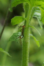 Copulat de Tipules