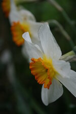 Narcissus