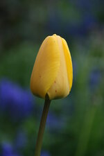 Tulipe jaune