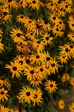 Coréopsis sp. - sous réserve