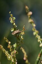 Coreus marginatus