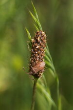 Coriomeris denticulatus - sous réserve