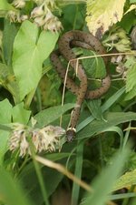 Couleuvre à collier