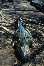 Crocodile rhombifer (Cuba)