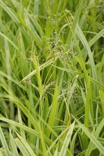 Scyrpe des bois