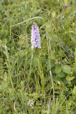 Dactylorhiza maculata - Orchis tacheté - sous réserve