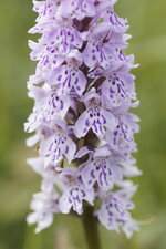 Dactylorhiza maculata - Orchis tacheté - sous réserve