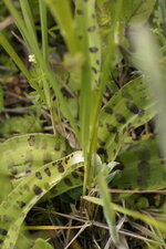 Dactylorhiza maculata - Orchis tacheté - sous réserve