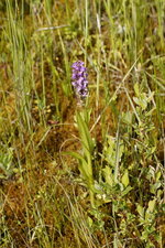 Datylorhiza sp.